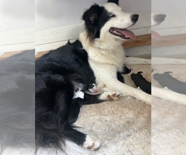 Medium Photo #23 Border-Aussie Puppy For Sale in GLENDORA, CA, USA