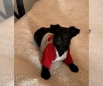 Puppy Wee Hulk Chorkie