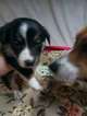 Small Photo #16 Border Collie-Pembroke Welsh Corgi Mix Puppy For Sale in ORCHARD, CO, USA