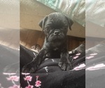 Small Photo #3 Frenchie Pug Puppy For Sale in BRIDGEPORT, CT, USA