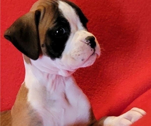 Medium Photo #2 Boxer Puppy For Sale in SLATON, TX, USA