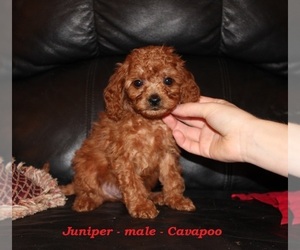 Cavapoo (Miniature) Puppy for sale in CLARKRANGE, TN, USA