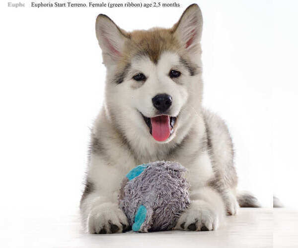 Medium Photo #3 Alaskan Malamute Puppy For Sale in Hrodna, Grodnenskaya, Belarus