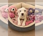 Small Mutt