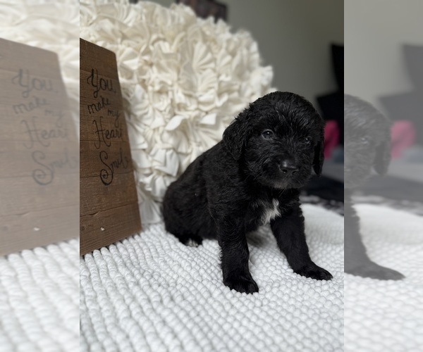 Medium Photo #8 Bernedoodle Puppy For Sale in BELMONT, NC, USA