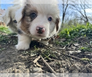 Aussie-Corgi Puppy for Sale in ESPERANCE, New York USA