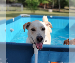 Webster - Male Labsky Dog for Adoption - Photo #2