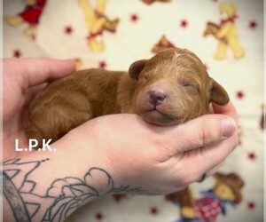 Poodle (Toy) Puppy for sale in WINNSBORO, LA, USA