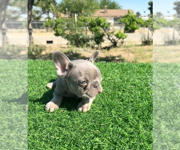 Medium Photo #7 French Bulldog Puppy For Sale in LOS ANGELES, CA, USA