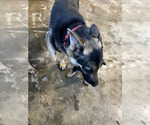 Small Photo #1 German Shepherd Dog Puppy For Sale in ALEXANDRIA, VA, USA