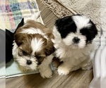 Puppy Puppy 5 Shih Tzu