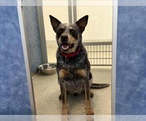 Mutt Dogs for adoption in Fort Collins, CO, USA