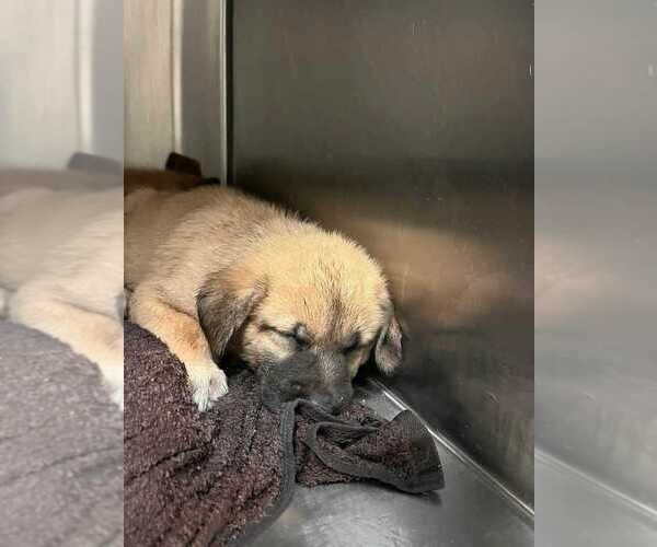 Medium Photo #4 German Shepherd Dog-Unknown Mix Puppy For Sale in Raleigh, NC, USA
