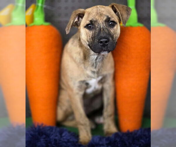 Medium Photo #6 American Staffordshire Terrier-Unknown Mix Puppy For Sale in Chino Hills, CA, USA