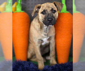 Tigger - Male American Staffordshire Terrier-Unknown Mix Dog for Adoption - Photo #6