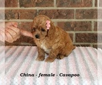 Small #3 Cavapoo