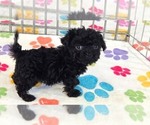 Cooper - Male Cavapoo (Miniature)-Poodle (Toy) Mix Puppy for Sale - Photo #5
