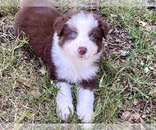 Medium Photo #1 Australian Shepherd Puppy For Sale in PORT RICHEY, FL, USA