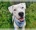 Small #2 Dogo Argentino Mix