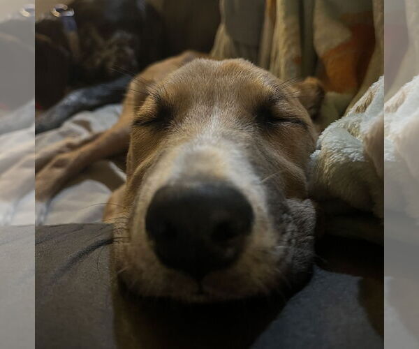 Medium Photo #8 Mutt Puppy For Sale in Fargo, ND, USA