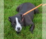 Small #3 Boglen Terrier