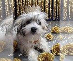 Small Photo #3 Maltipoo Puppy For Sale in Redmond, WA, USA
