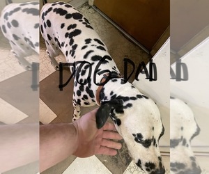 Father of the Dalmatian puppies born on 01/29/2023