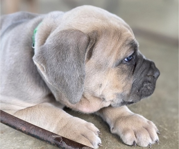 Medium Photo #12 Cane Corso Puppy For Sale in BANGS, TX, USA