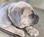 Small Photo #12 Cane Corso Puppy For Sale in BANGS, TX, USA