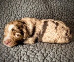 Small Photo #2 Miniature American Shepherd Puppy For Sale in KIRKSEY, KY, USA