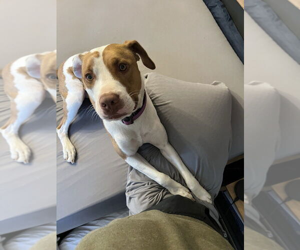 Medium Photo #3 American Pit Bull Terrier-Unknown Mix Puppy For Sale in Evansville, IN, USA