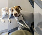 Small #2 American Pit Bull Terrier Mix