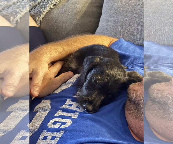 Medium Photo #11 Poodle (Miniature)-Unknown Mix Puppy For Sale in Valrico, FL, USA