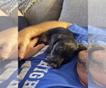 Small #10 Poodle (Miniature) Mix