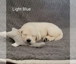Small Photo #9 English Cream Golden Retriever Puppy For Sale in DELTONA, FL, USA