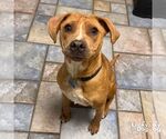 Small #11 Beagle Mix