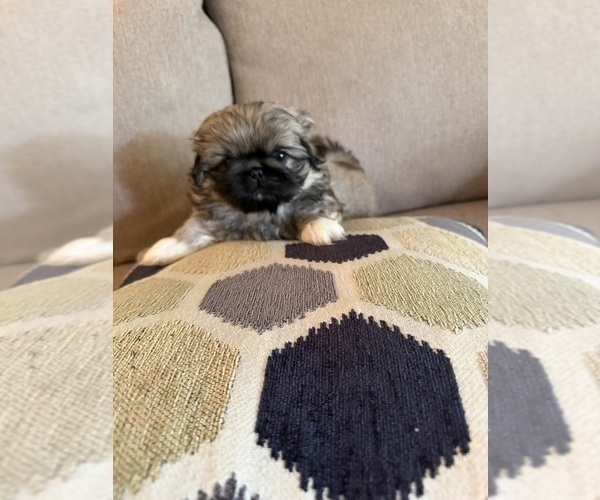 Medium Photo #1 Pekingese Puppy For Sale in ANTIOCH, TN, USA
