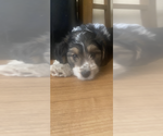Puppy Huck Miniature Australian Shepherd-Poodle (Standard) Mix