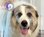 Small #30 Great Pyrenees