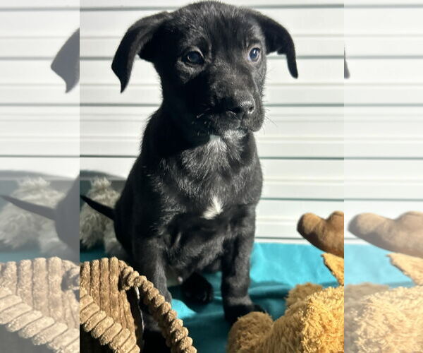 Medium Photo #1 Labrador Retriever-Unknown Mix Puppy For Sale in Tarrytown, GA, USA