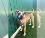 Small American Staffordshire Terrier Mix