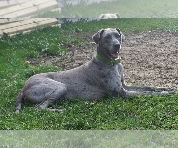 Medium Photo #2 Great Dane Puppy For Sale in WOOSTER, OH, USA