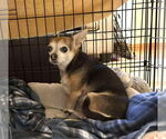 Small #9 Chihuahua Mix