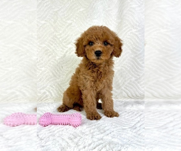 Medium Photo #5 Goldendoodle (Miniature) Puppy For Sale in GREENFIELD, IN, USA