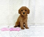 Small #4 Goldendoodle (Miniature)