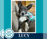 Small #1 Boston Terrier Mix