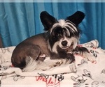 Small Photo #6 Chinese Crested Puppy For Sale in TAMPA, FL, USA