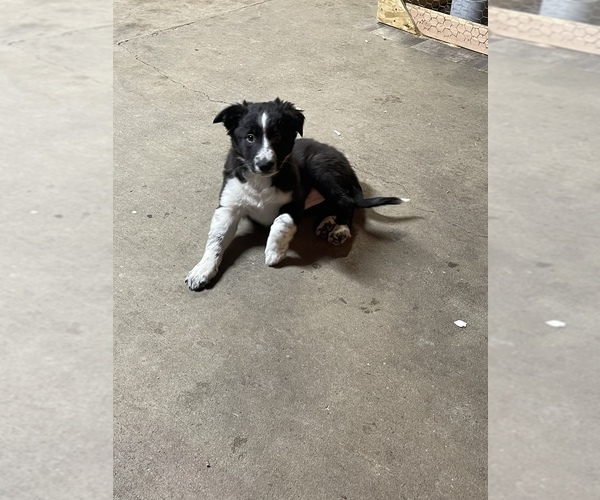 Medium Photo #2 Border Collie Puppy For Sale in SELAH, WA, USA