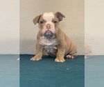 Small Photo #2 English Bulldog Puppy For Sale in LANCASTER, CA, USA