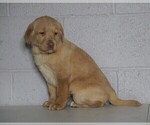 Small Photo #3 Labrador Retriever Puppy For Sale in FREDERICKSBG, OH, USA